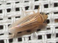 Leafhopper