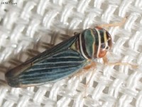 Leafhopper