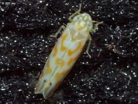 Leafhopper