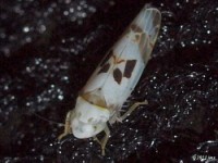 Leafhopper