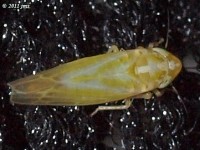 Leafhopper