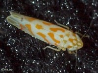 Leafhopper