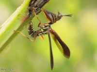 Wasp Mantidfly