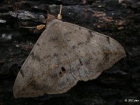 Velvetbean caterpillar Moth