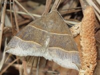 Maple Looper Moth