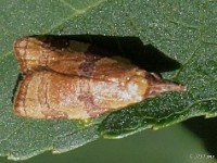 Spring Dead-leaf Roller Moth