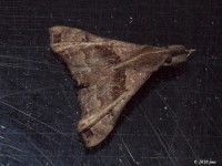 Faint-spotted Palthis Moth