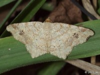 Common Angle Moth