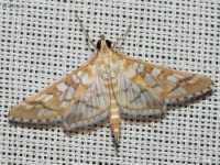 Crambid Snout Moth