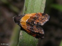 Tripudia Owlet Moth