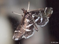 Crambid Snout Moth