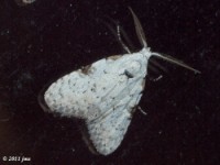 Coastal Plain Meganola Moth