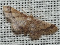 Geometrid Moth