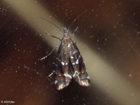 Sedge Moth