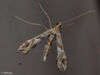 Crambid Snout Moth