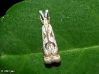 Elegant Grass-Veneer Moth