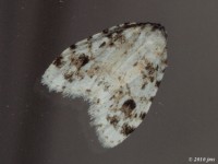 Little White Lichen Moth