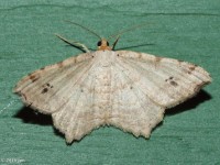 Red-headed Inchworm Moth