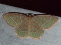 Emerald Moth