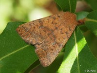 Bicolored Sallow Moth