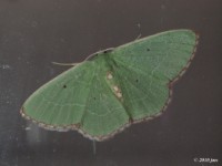 Red-bordered Emerald Moth