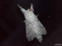 Dot-Lined White Moth