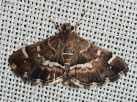 Spotted Beet Webworm Moth