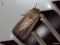 Owlet Moth