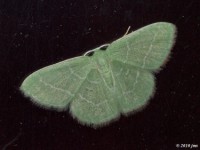 Wavy-lined Emerald Moth