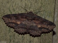 Lunate Zale Moth