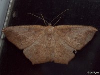 Large Maple Spanworm Moth