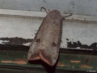 Green Cutworm Moth