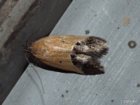 Sweetclover Root Borer