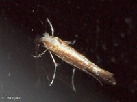 Leaf Blotch Miner Moth