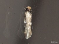 Clothes Moth