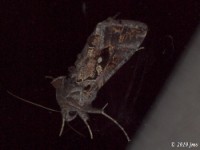 Soybean Looper Moth