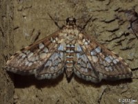 Assembly Moth