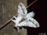 Southern Tolype Moth
