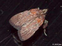 Boxwood Leaftier Moth