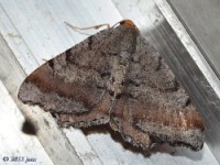 Southern Coastal Plain Angle Moth