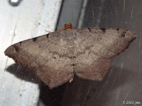 Bicolored Angle Moth