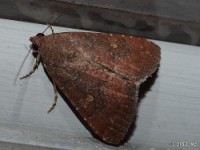 Eight Spot Moth