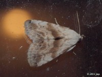 Everlasting Bud Moth