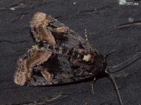 Owlet Moth