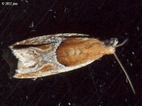 Strawberry Leafroller Moth