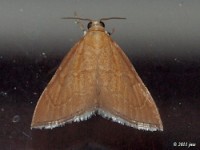 Crambid Snout Moth