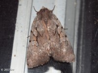 Dart Moth