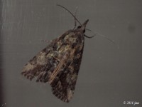 Green Cloverworm Moth