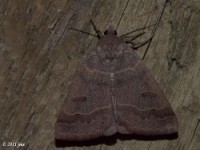 Common Oak Moth