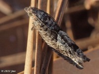 Bare-patched Oak Leafroller Moth